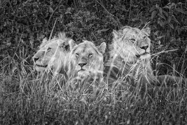 Lion brothers (panthera leo) in the Maasai Mara game reserve, Kenya
