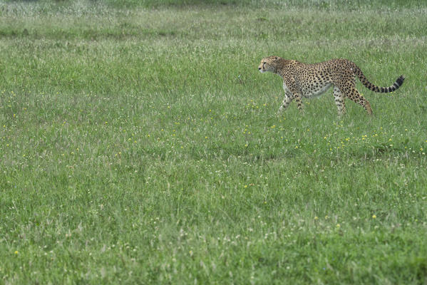 Cheetah (acinonyx jubatus) hunting in the maasai mara game reserve, kenya
