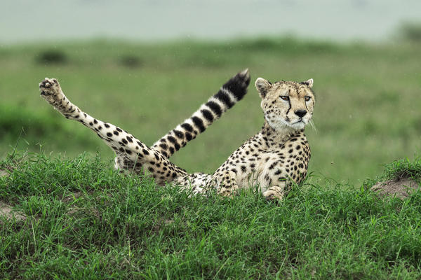 Cheetah (acinonyx jubatus) hunting in the maasai mara game reserve, kenya

