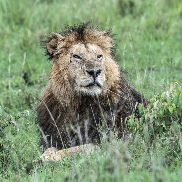 Male lion (panthera leo) in the maasai mara game reserve, Kenya