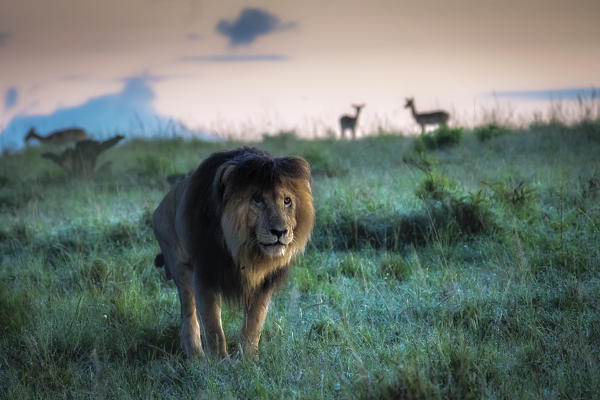 Male lion (panthera leo) scarface in the maasai mara game reserve, Kenya, at sunrise