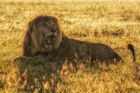 Male lion (panthera leo) in the maasai mara game reserve, Kenya, at sunrise