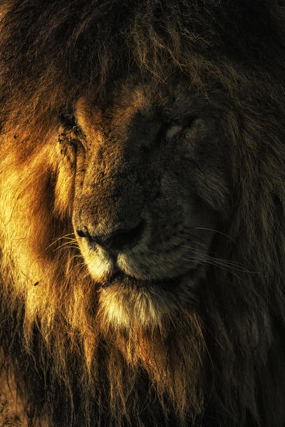 Portrait of male lion (panthera leo) scarface in the maasai mara game reserve, Kenya, at sunrise