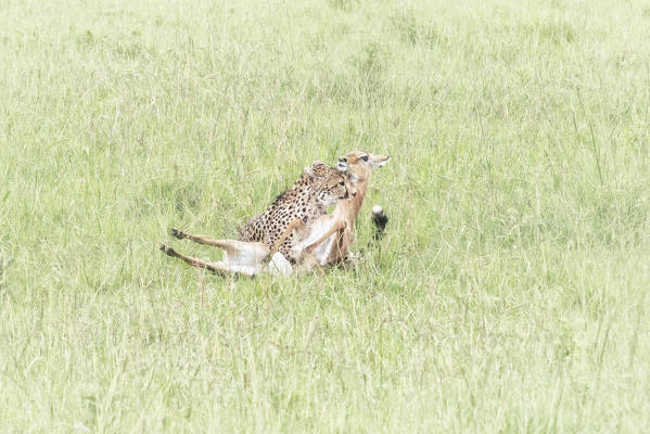 Cheetah (acynonix jubatus) killing an impala in the Maasai mara game reserve, Kenya