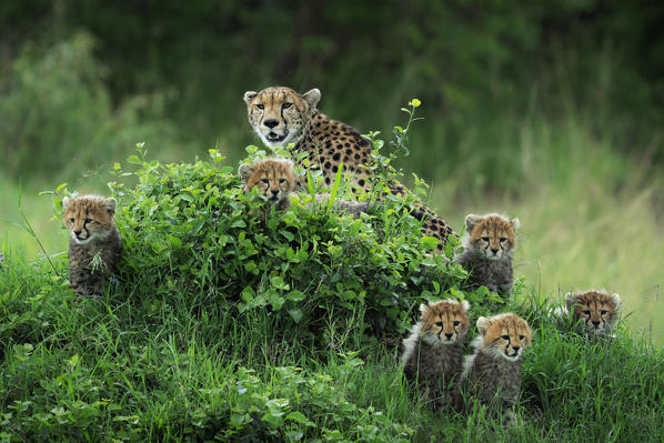 Cheetah family (acynonix jubatus) in the Maasai Mara game reserve, Kenya