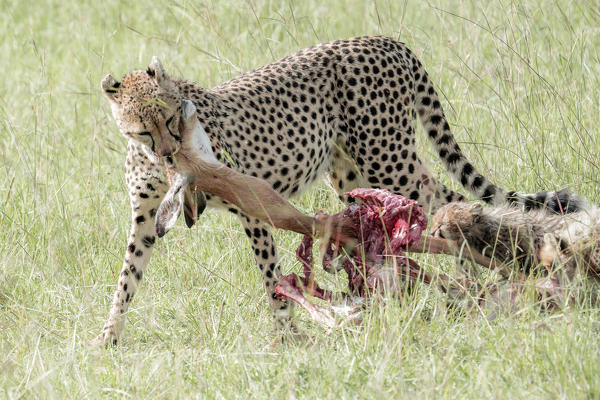 Cheetah (acynonix jubatus) with cubs killing an impala in the Maasai mara game reserve, Kenya