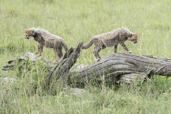 Cheetah cubs (acynonix jubatus) in the Maasai Mara game reserve, Kenya