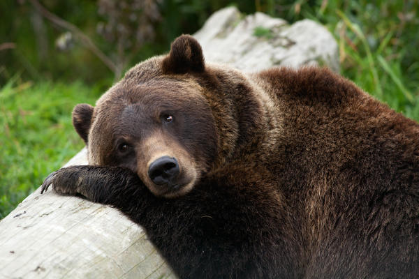 A grizzly bear taking a nap on a log