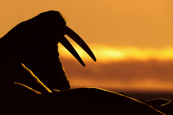 Silhouette of a walrus at sunrise, Moffen island, Svalbard, Norway/