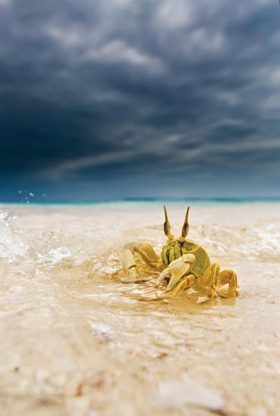 A ghost crab rests on the beach in Zanzibar, as a wave is about to splash it