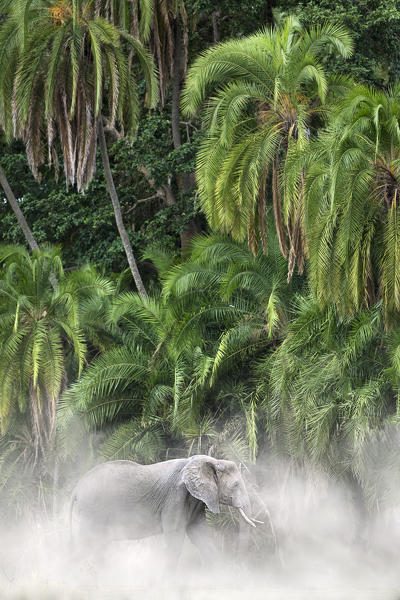 African elephant in the dust with palms in the background, in Serengeti National Park, Tanzania, Africa.