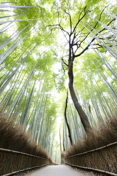 Bamboo forest in Arashiyama, Kyoto, Japan.
