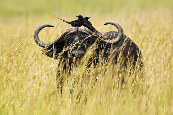 A buffalo in high grass, with two crows laid on its back, Uganda. Murchison Falls National Park
