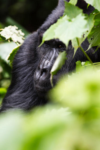 A male silverback gorilla in Bwindi, Uganda, Africa. 