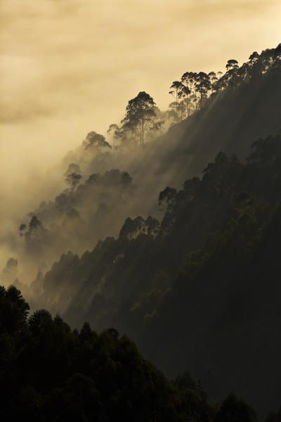 Sunrise in Bwindi impenetrable forest with shaft of lights penetrating the thick vegetation