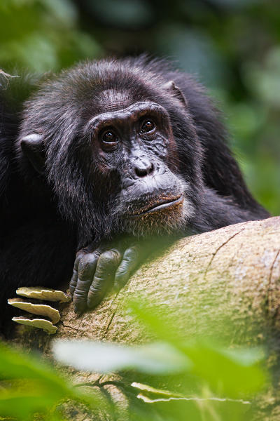 A male silverback gorilla in Bwindi, Uganda, Africa.