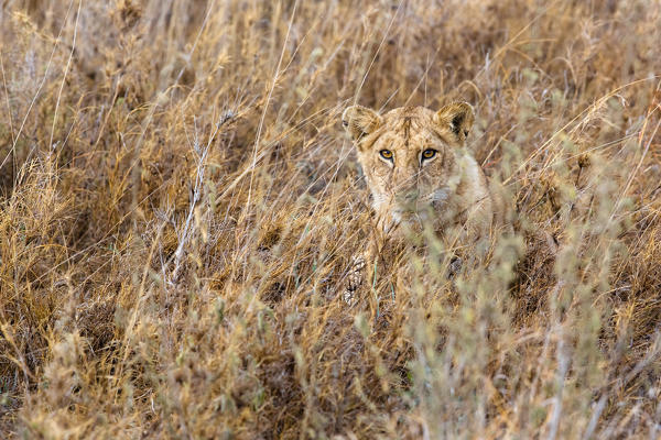 A lion cub hides in the grasslands of southern Serengeti national park, tanzania.