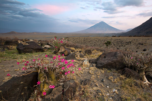 The silhouette of Ol Doinyo Lengai volcano in Tanzania, on Lake Natron shores. Local vegetation in blossom is depicted. The area is dominated by the arid Masai steppe