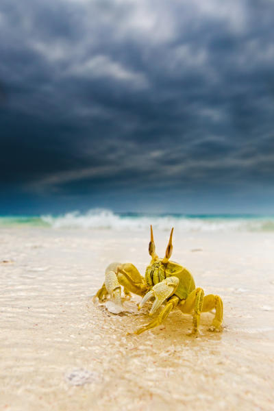 A low angle photo of a ghost crab in Zanzibar