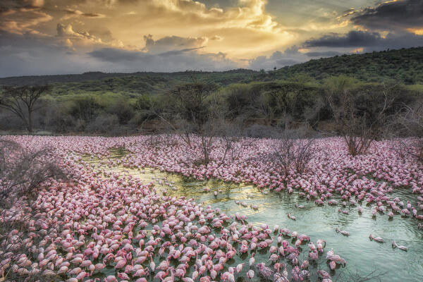 Lesser flamingos in Lake Bogoria, Kenya