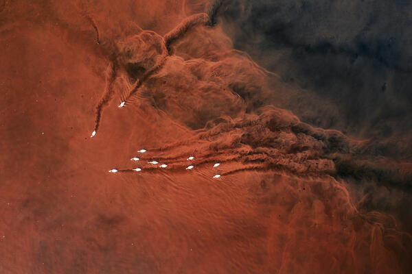 Lesser flamingos in Lake Bogoria, Kenya