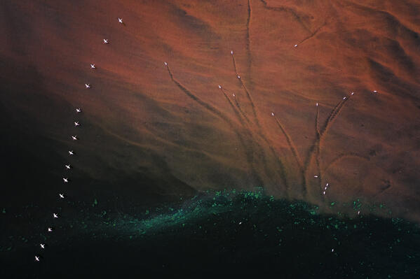 Abstract view of lesser flamingos in Lake Bogoria, Kenya