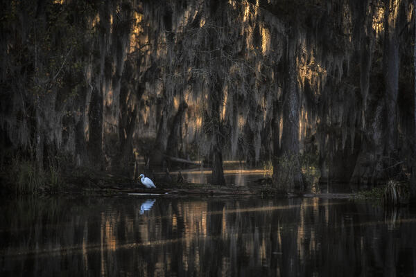 Great egret (Ardea alba) in Lake Caddo in Autumn, along the border between Texas and Louisiana