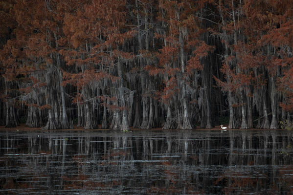 Great egret (Ardea alba) in Lake Caddo in Autumn, along the border between Texas and Louisiana


