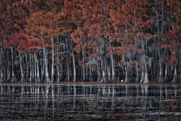 Great egret (Ardea alba) in Lake Caddo in Autumn, along the border between Texas and Louisiana



