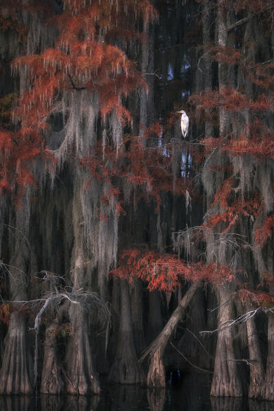 Great egret (Ardea alba) in Lake Caddo in Autumn, along the border between Texas and Louisiana

