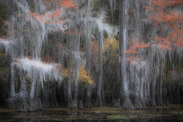 Bald cypress in Autumn Colors, Lake Caddo, Texas
