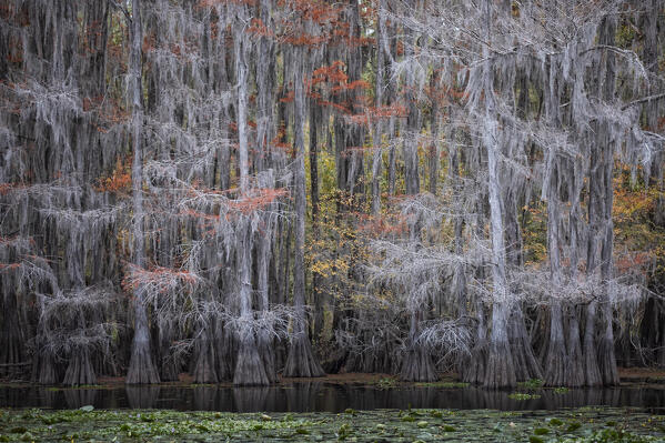 Bald cypress in Autumn Color, Lake Caddo, Texas
