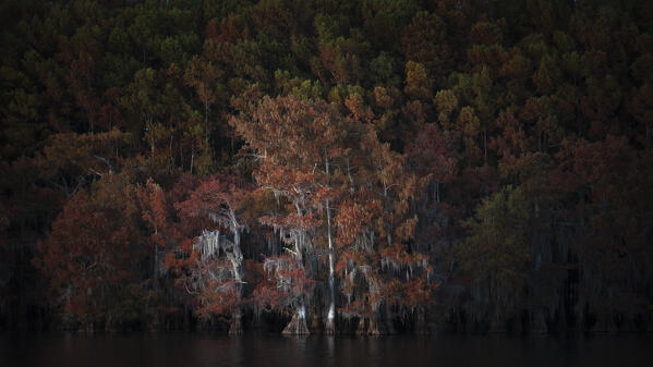 Bald cypress in Autumn Colors, Lake Caddo, Texas
