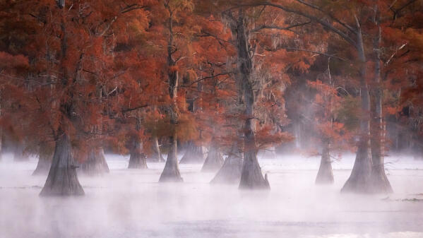 Misty sunrise in Lake Caddo, Texas, in Autumn

