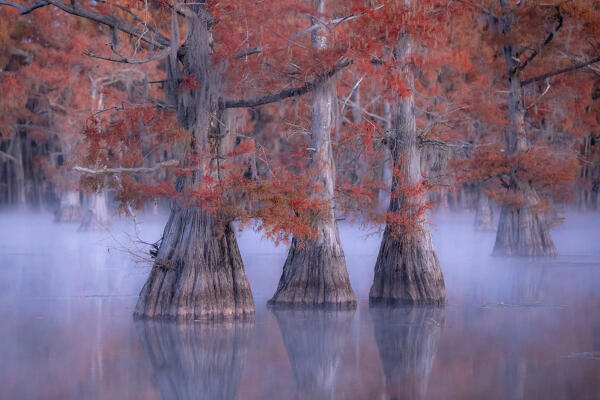 Misty sunrise in Lake Caddo, Texas, in Autumn

