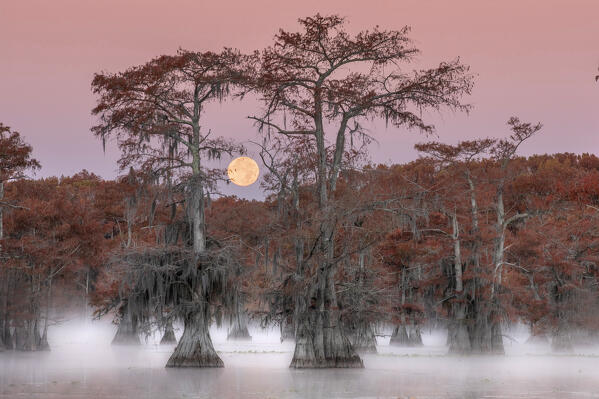 Full moon above a bayou of Lake Caddo, in Autumn colors, Texas
