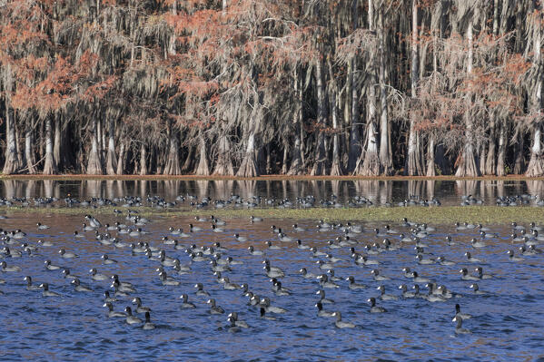 American coots (Fulica americana) in Lake Caddo, Texas.