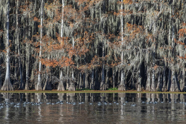 Bald cypress in Autumn Colors, Lake Caddo, Texas
