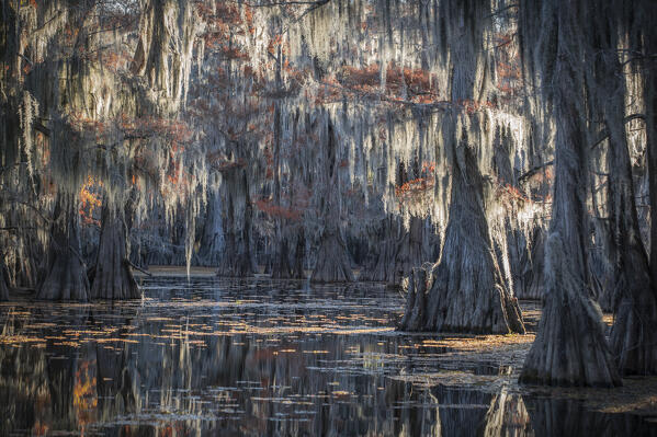 Bald cypress in Autumn Colors, Lake Caddo, Texas
