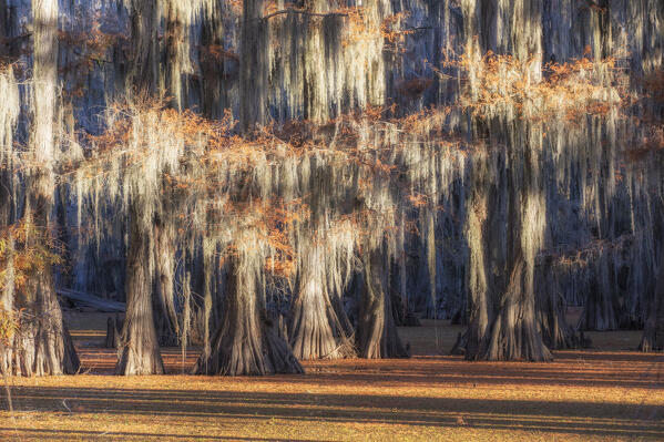 Bald cypress in Autumn Colors, Lake Caddo, Texas
