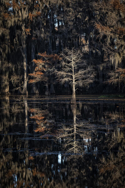 Bald cypress in Autumn Colors, Lake Caddo, Texas
