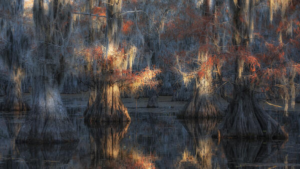 Bald cypress in Autumn Colors, Lake Caddo, Texas
