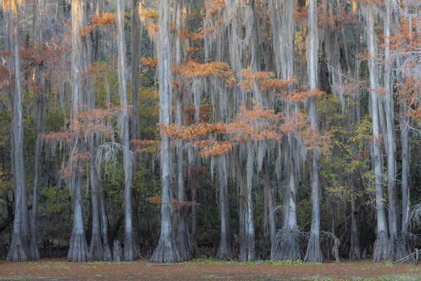 Bald cypress in Autumn Colors, Lake Caddo, Texas
