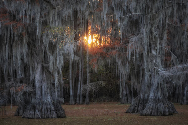 Bald cypress in Autumn Colors, Lake Caddo, Texas
