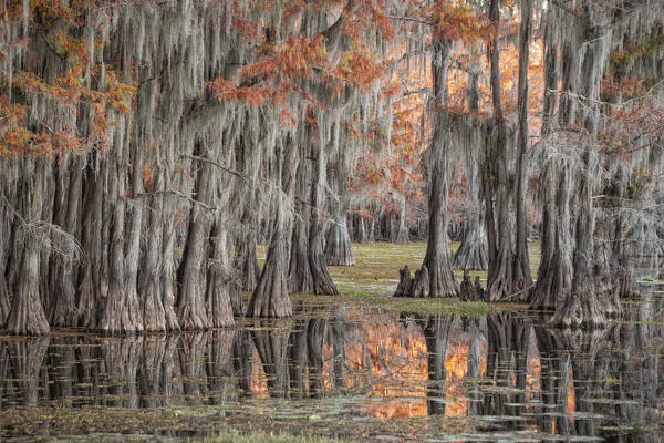 Bald cypress in Autumn Colors, Lake Caddo, Texas
