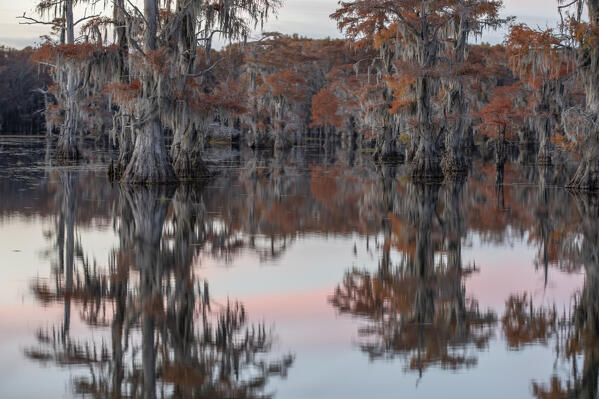 Bald cypress in Autumn Colors, Lake Caddo, Texas
