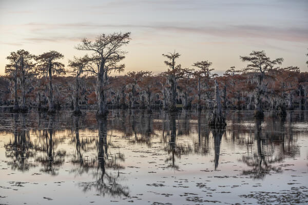 Bald cypress in Autumn Colors, Lake Caddo, Texas
