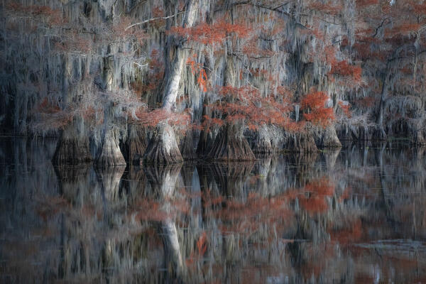 Bald cypress in Autumn Colors, Lake Caddo, Texas
