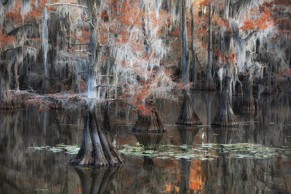 Bald cypress in Autumn Colors, Lake Caddo, Texas
