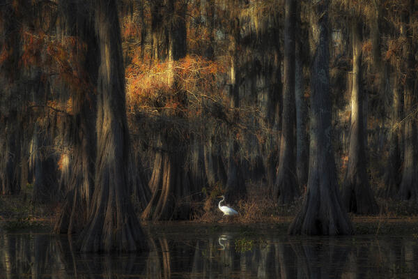 egret in Lake Martin at sunrise, Atchafalaya Basin, Louisiana